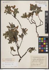 Foto von Salix breviserrata Flod.